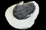 Bargain, Hollardops Trilobite - Visible Eye Facets #105977-3
